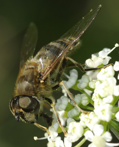 Eristalis sp? 3